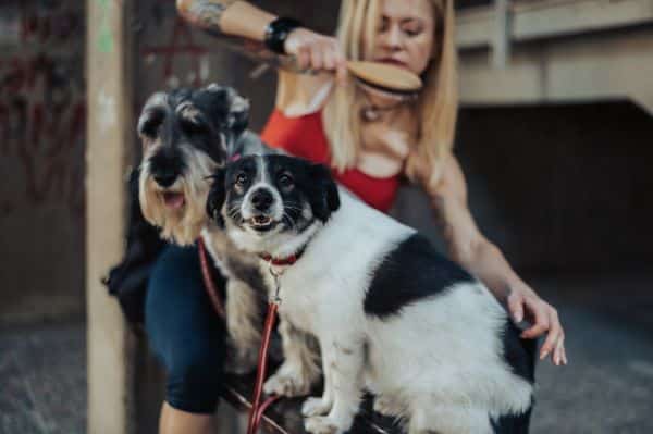 Multi-Dog