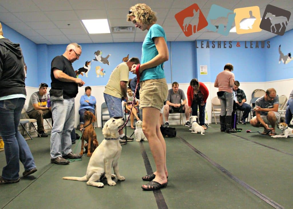 7 Specialized Dog Training Programs for Unique Needs