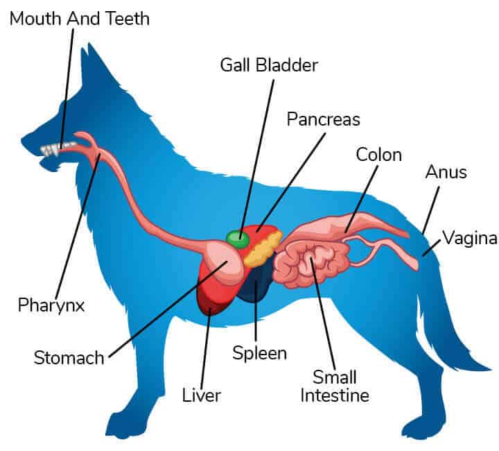 Can Dogs Benefit From Probiotics and Prebiotics?