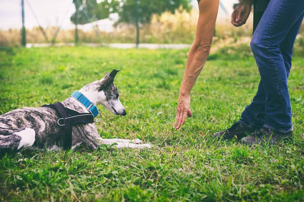 Guide To Breed-Specific Dog Training
