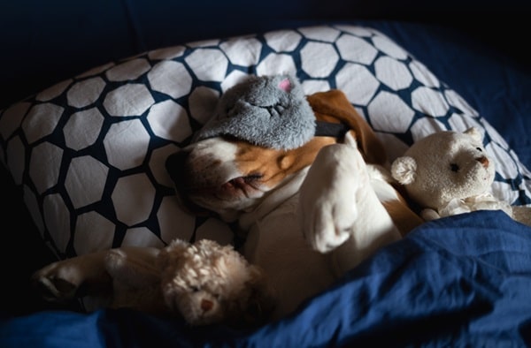Dog Dreams