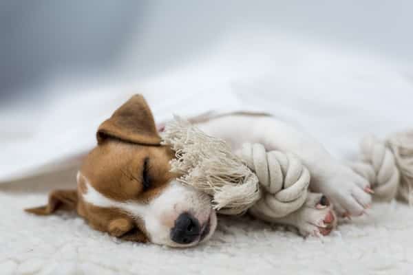 Dog Dreams