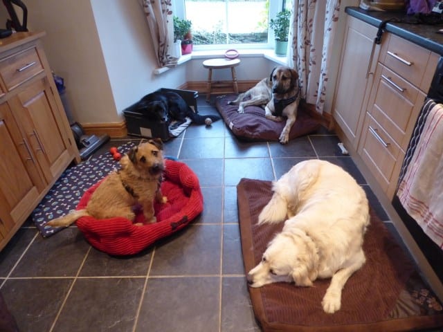 Dog-Friendly Home Decor Ideas