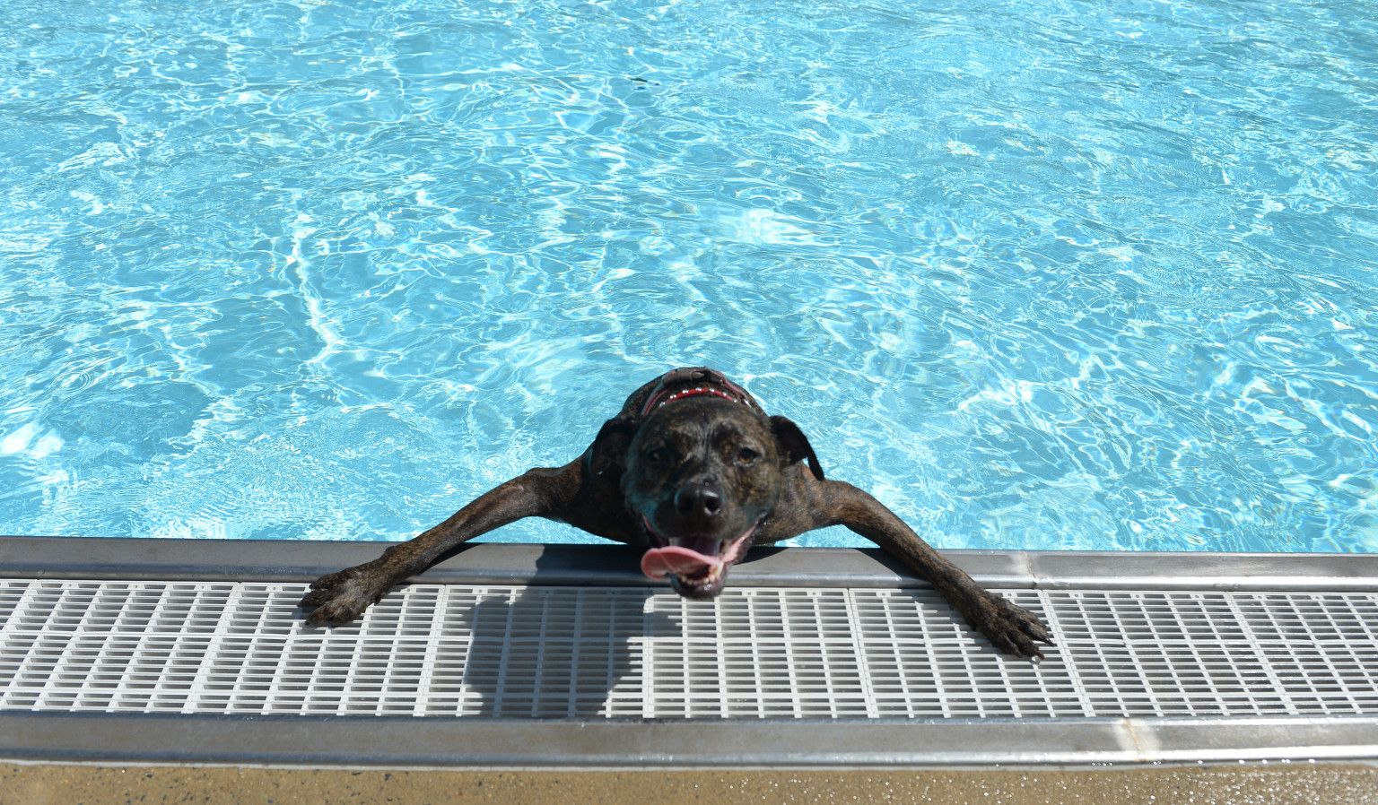 How to Safely Introduce Your Dog to Water