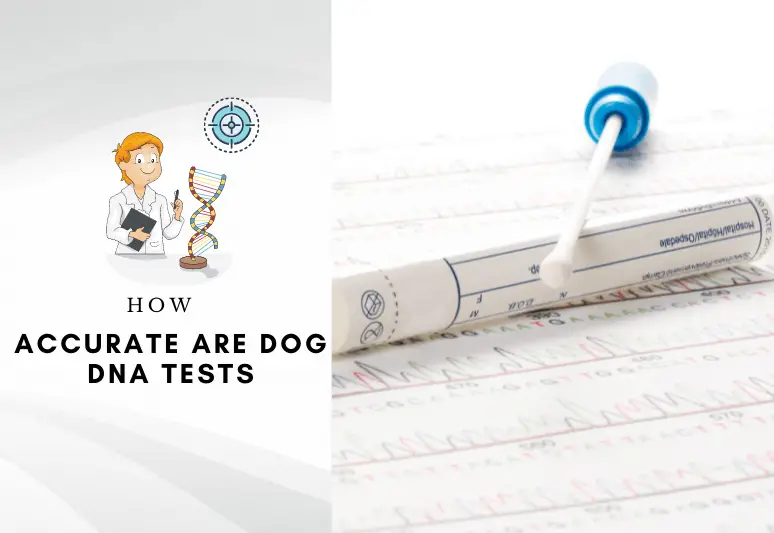 How Accurate Are Dog DNA Tests in Determining Breed?