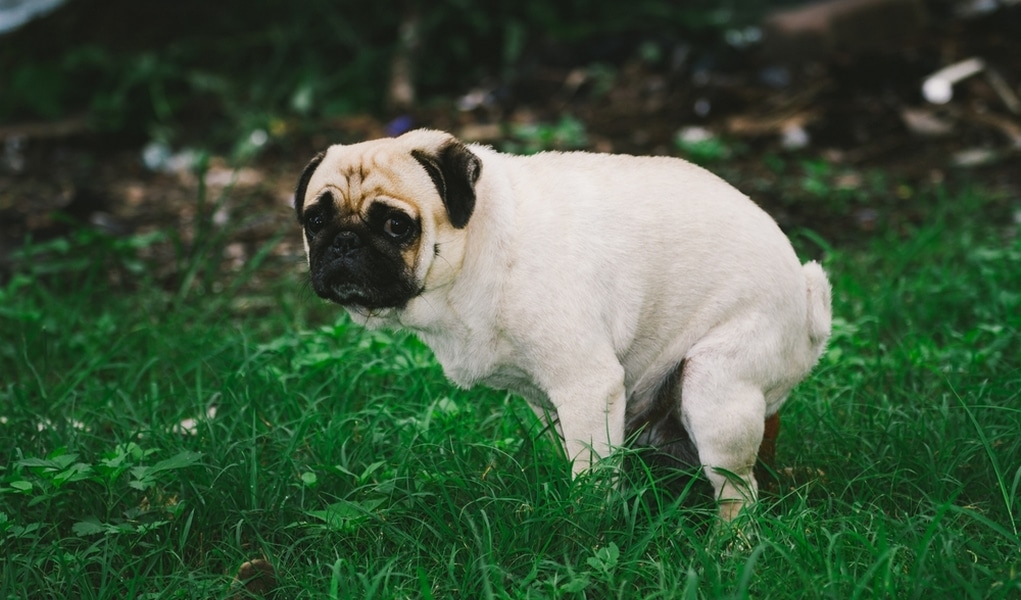 The Wonders of Fish Oil for a Dog's Coats and Skin