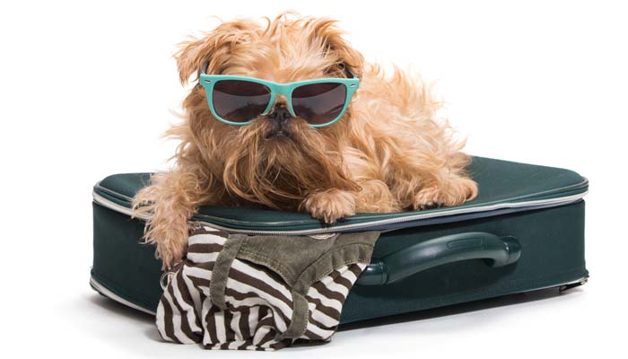 How to Plan A Dog-Friendly Vacation