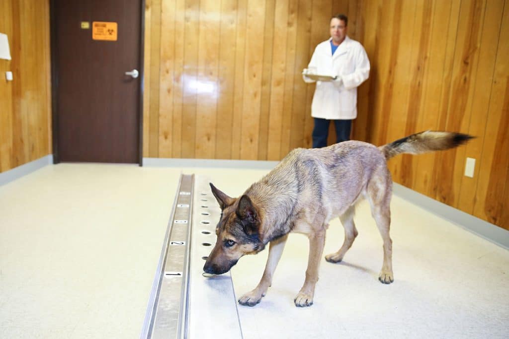Can Dogs Detect Illnesses in Humans?