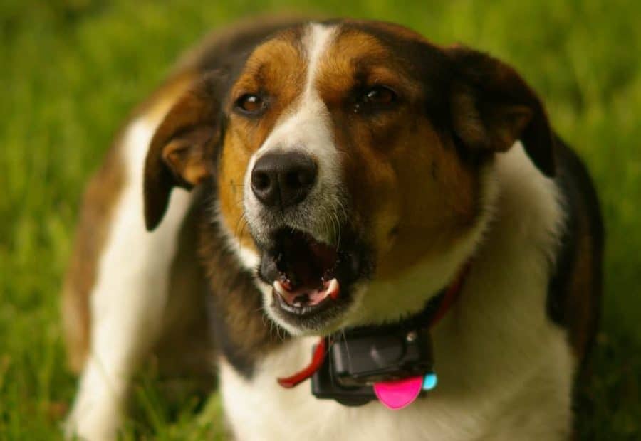 The Pros and Cons of Bark-Control Devices