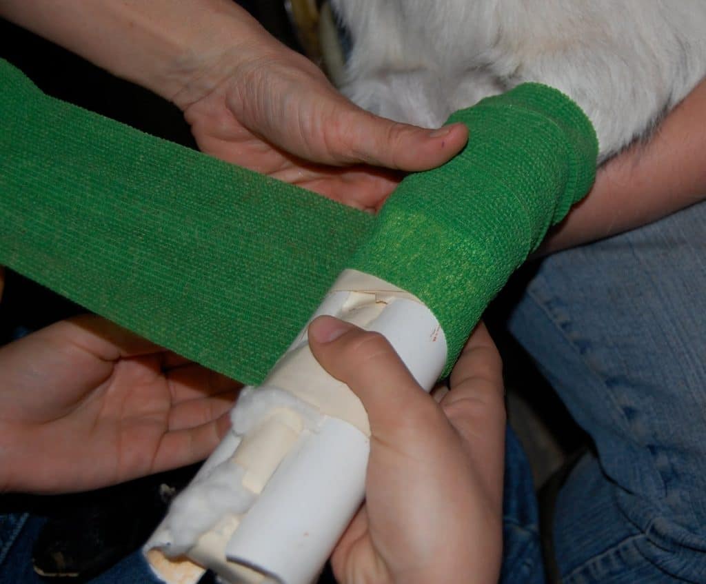 Essential First Aid Tips Every Dog Owner Should Know