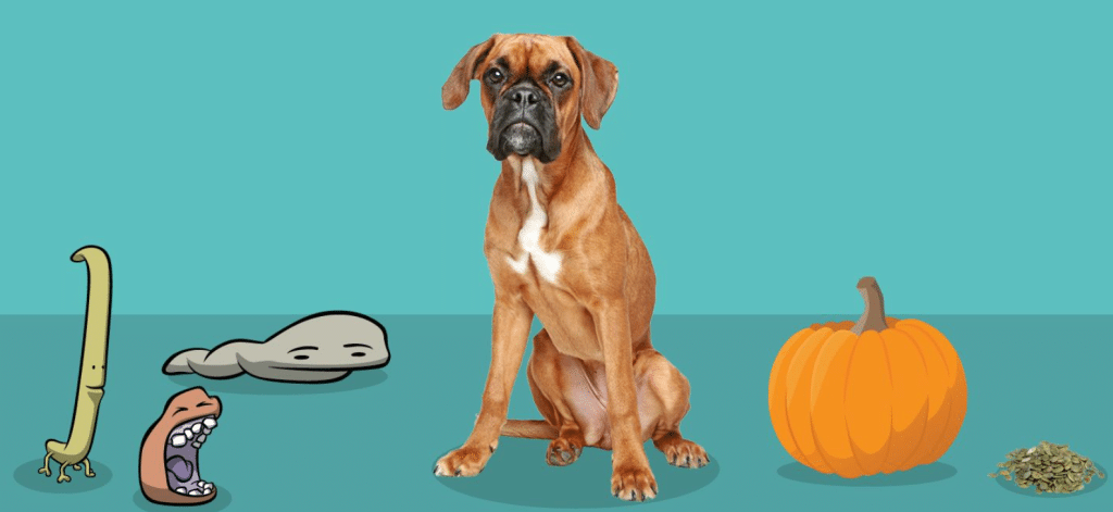 Reasons You Should Add Pumpkin To Your Dog's Diet