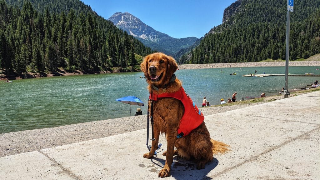 How to Safely Introduce Your Dog to Water