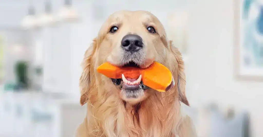 Reasons You Should Add Pumpkin To Your Dog's Diet