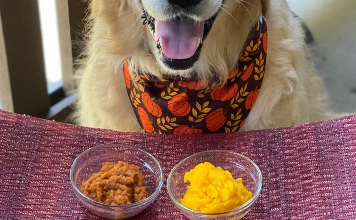 Reasons You Should Add Pumpkin To Your Dog's Diet