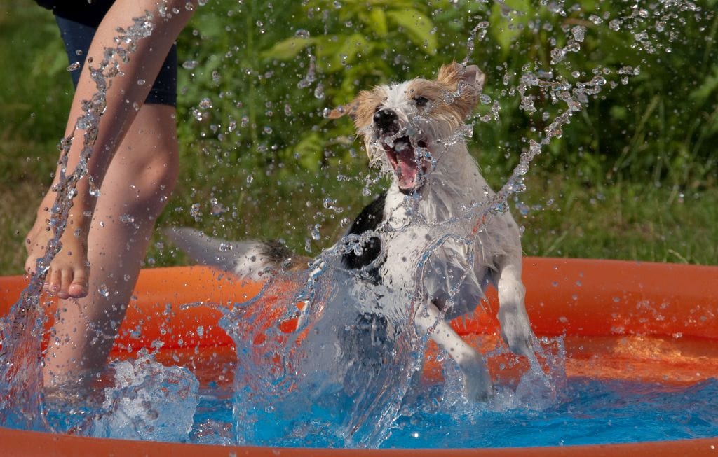 How to Safely Introduce Your Dog to Water
