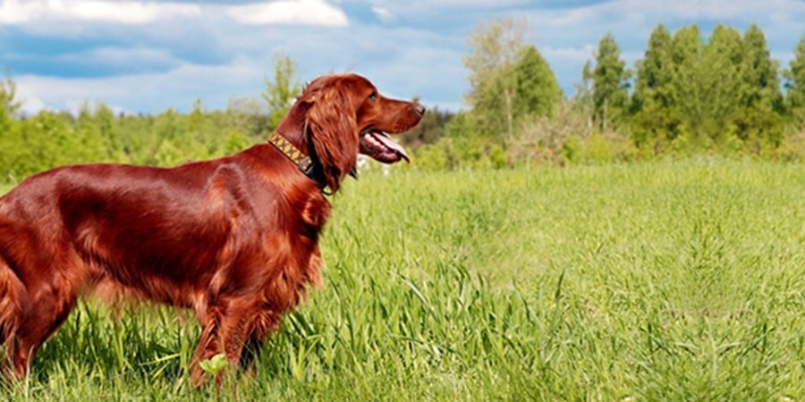 The Wonders of Fish Oil for a Dog's Coats and Skin