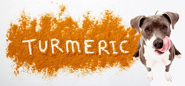 The Benefits of Turmeric for Your Dog's Joint Health