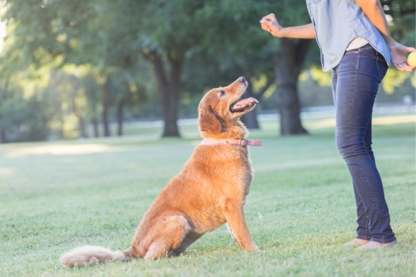 Advanced Training Techniques for Older Dogs