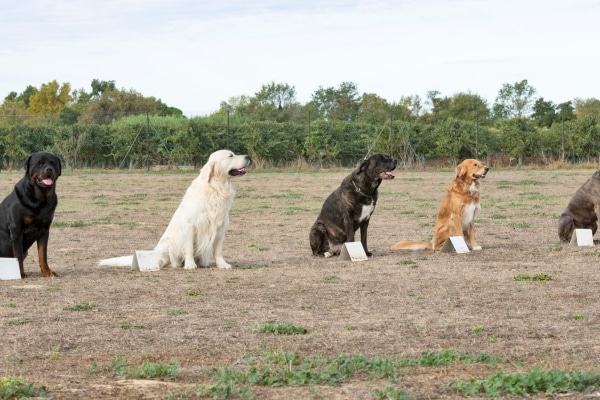 Advanced Training Techniques for Older Dogs