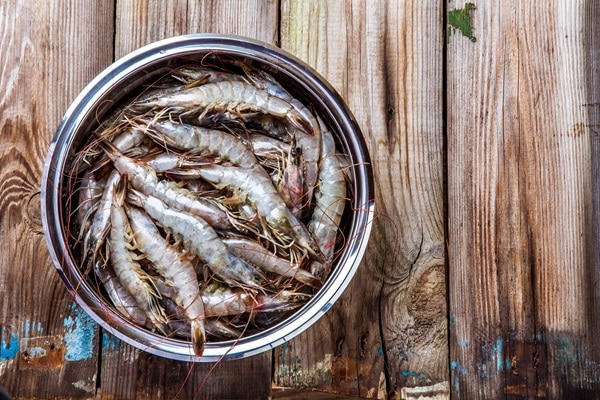 Omega 3 Fatty Acids