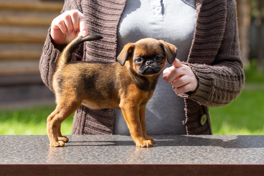 Cute And Unusual Dog Crossbreeds