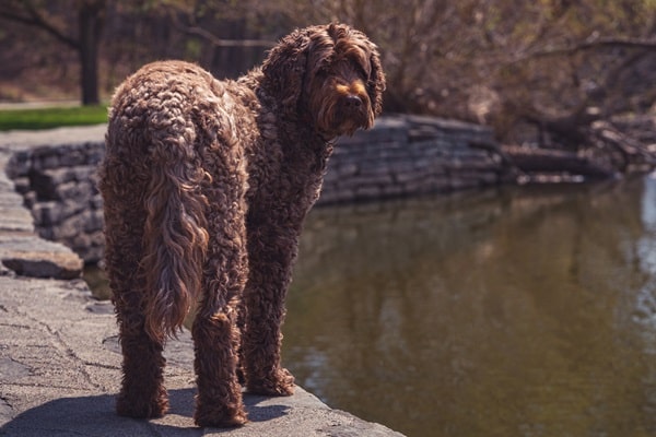 Cute And Unusual Dog Crossbreeds