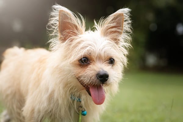 Cute And Unusual Dog Crossbreeds