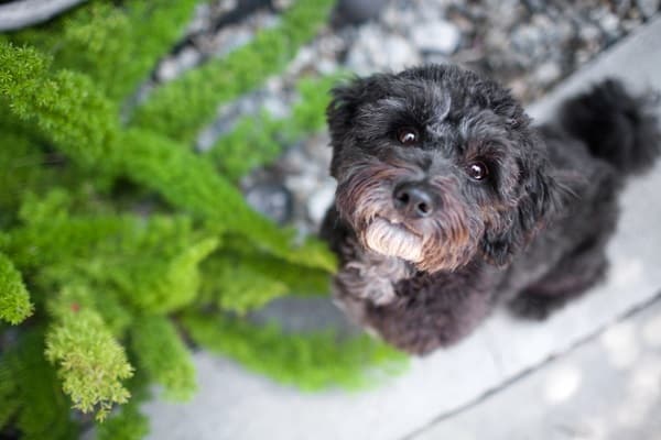 Cute And Unusual Dog Crossbreeds