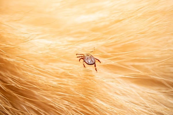 Symptoms of Lyme Disease in Dogs