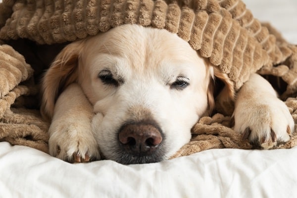 Symptoms of Lyme Disease in Dogs