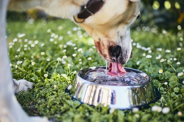 Your Dog’s Water Bowl