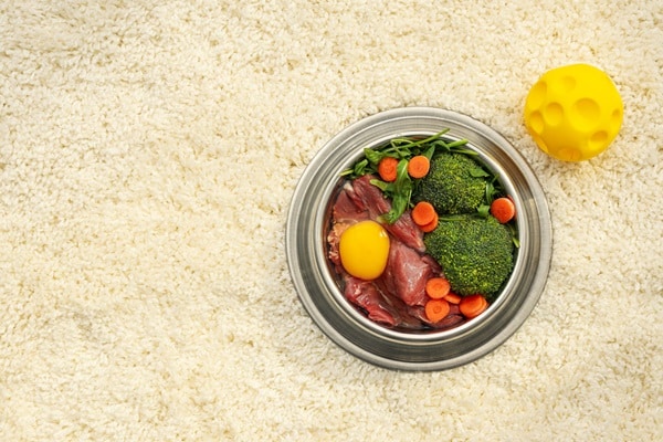 Your Dog’s Water Bowl