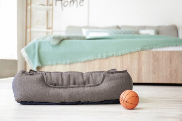 In Your Dog's Bedding