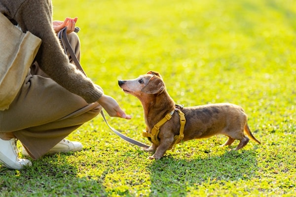 Essential Commands Every Dog Should Know