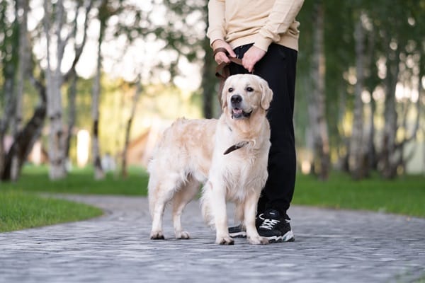Essential Commands Every Dog Should Know