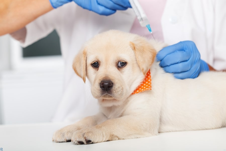 Over-Vaccinating Your Dog