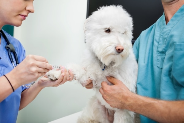 Over-Vaccinating Your Dog