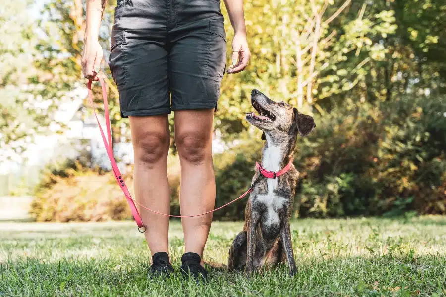 Hidden Threats in Dog Parks