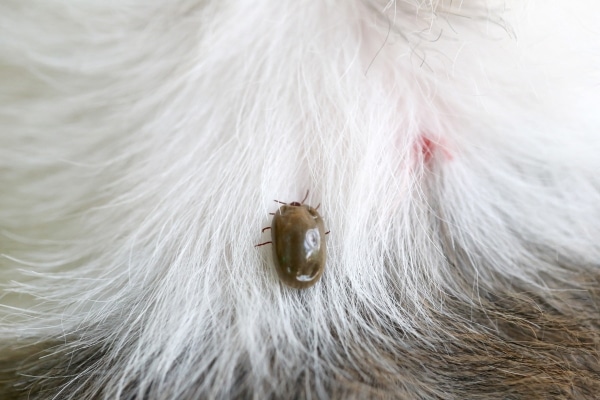 Hidden Threats in Dog Parks