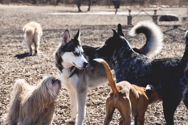 Hidden Threats in Dog Parks