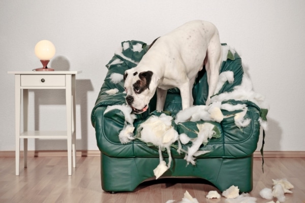 Reasons Your Dog Is Chewing Everything