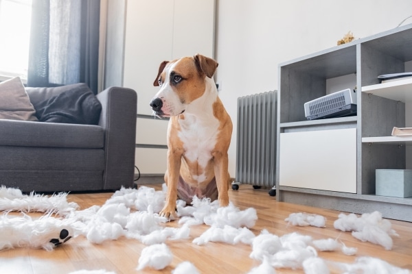 Reasons Your Dog Is Chewing Everything