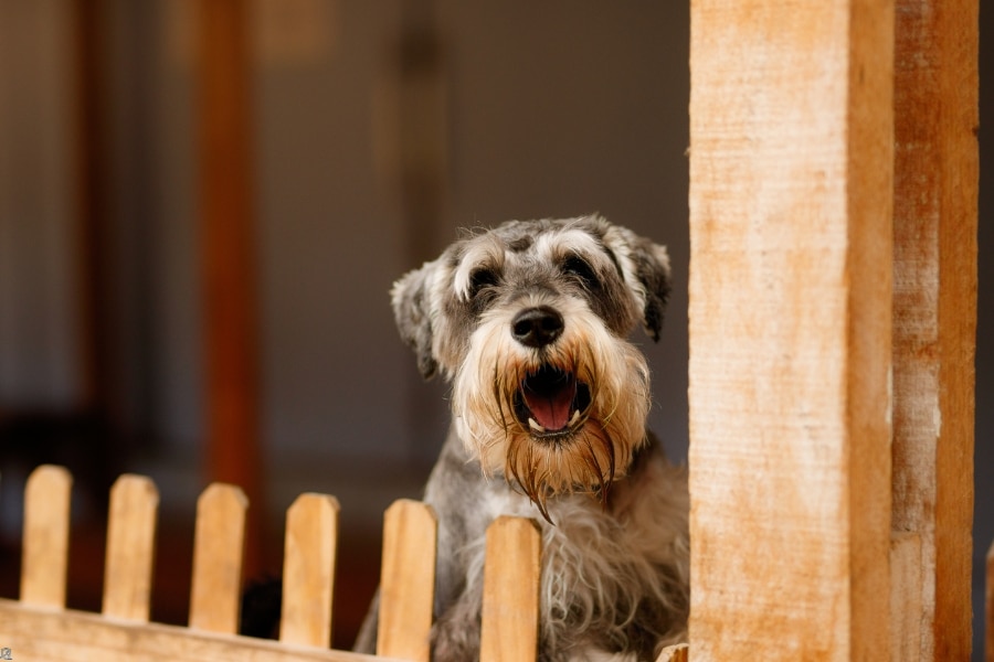 Unexpected Reasons Why Your Dog Might Be Acting Out