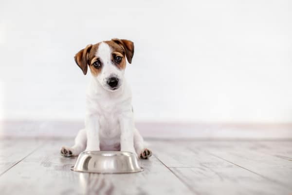 Unexpected Reasons Why Your Dog Might Be Acting Out