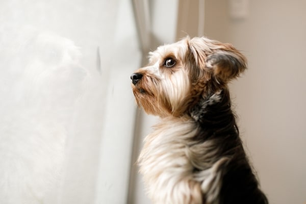 Unexpected Reasons Why Your Dog Might Be Acting Out