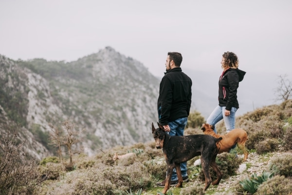 Outdoor Activities to Tire Out Your Dog