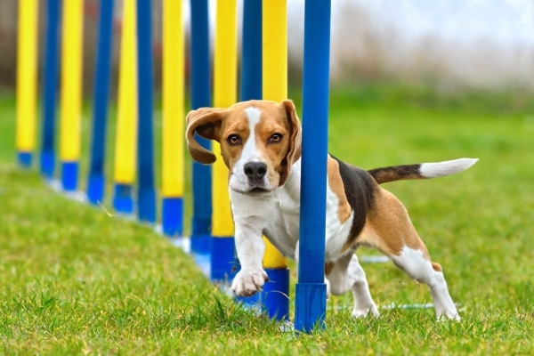 Outdoor Activities to Tire Out Your Dog