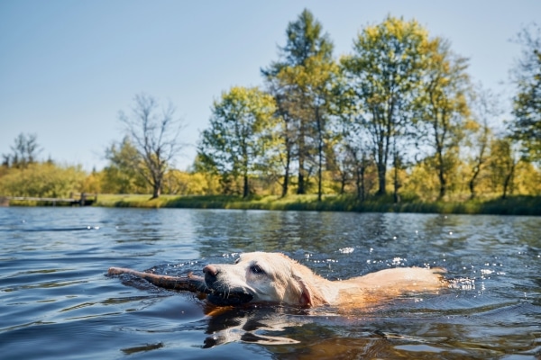 Outdoor Activities to Tire Out Your Dog