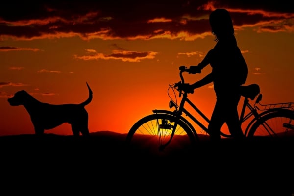 Outdoor Activities to Tire Out Your Dog