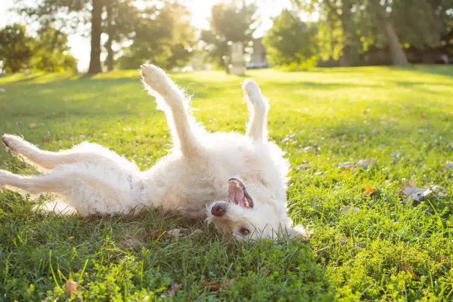 Weird Things Dogs Do